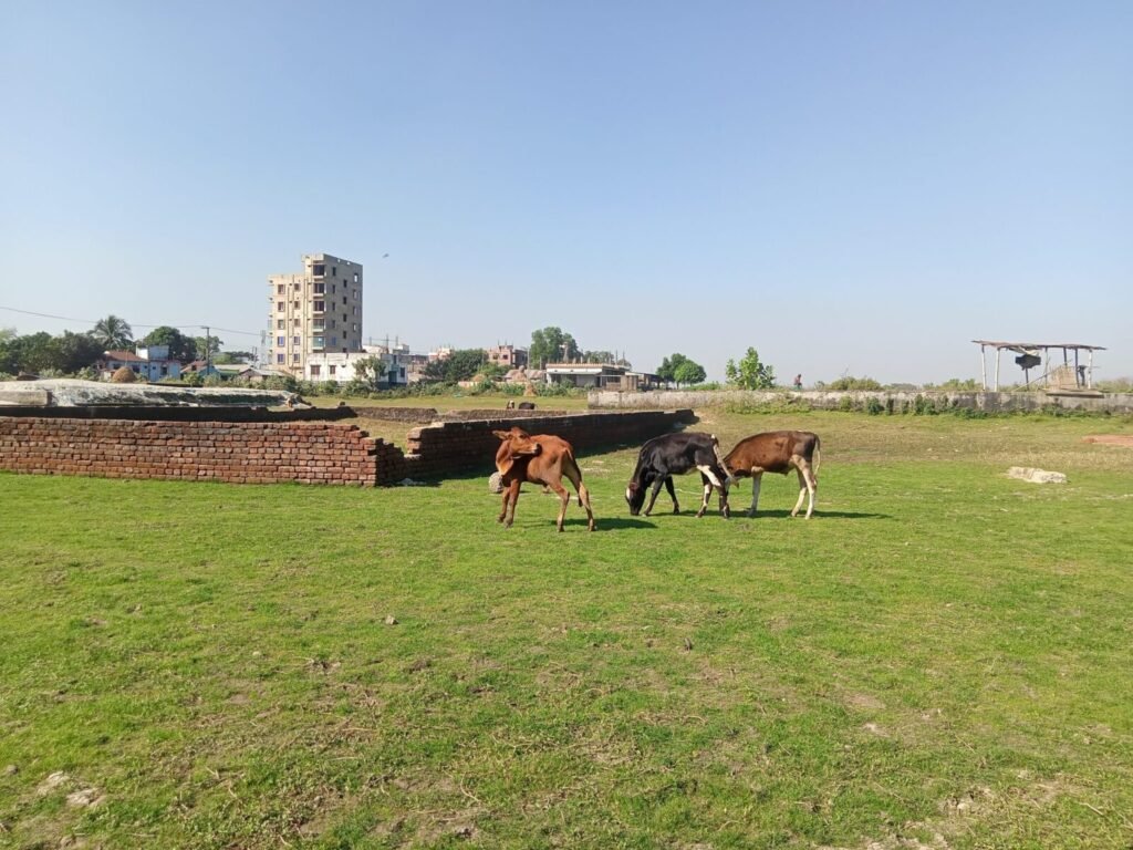 Deaths due to stray animals: SC Issues recommendations | SCC Times
