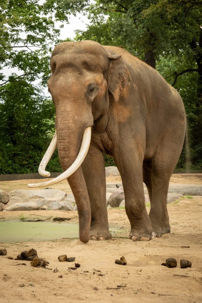 DRI busts a wildlife trafficking syndicate involved in illicit trade of ivory artefacts
