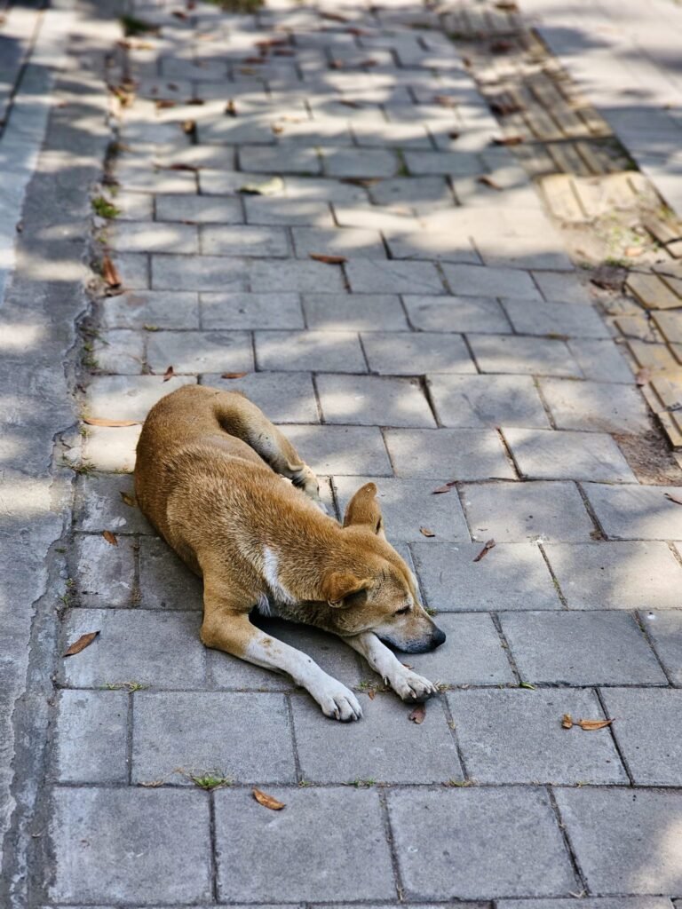 Epidemiological Surveillance of Animal Bite Cases in Tripura, India: A Categorical Association Analysis of ARV Clinic Data