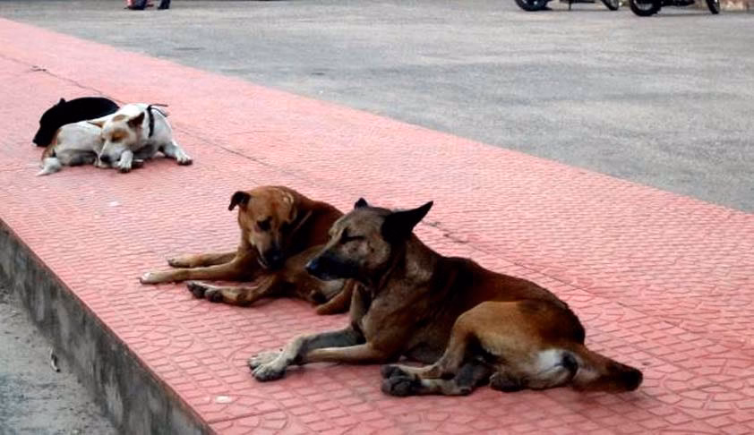 Growing stray dog population root of problem, aggressively implement sterilisation programme: Bombay High Court to Maharashtra