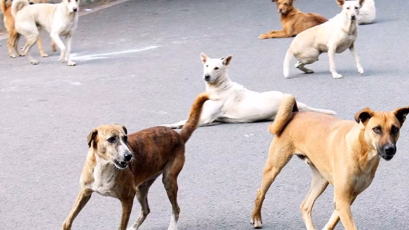 Gujarat High Court suggests area wise sterilisation, vaccination & geo tagging of stray dogs