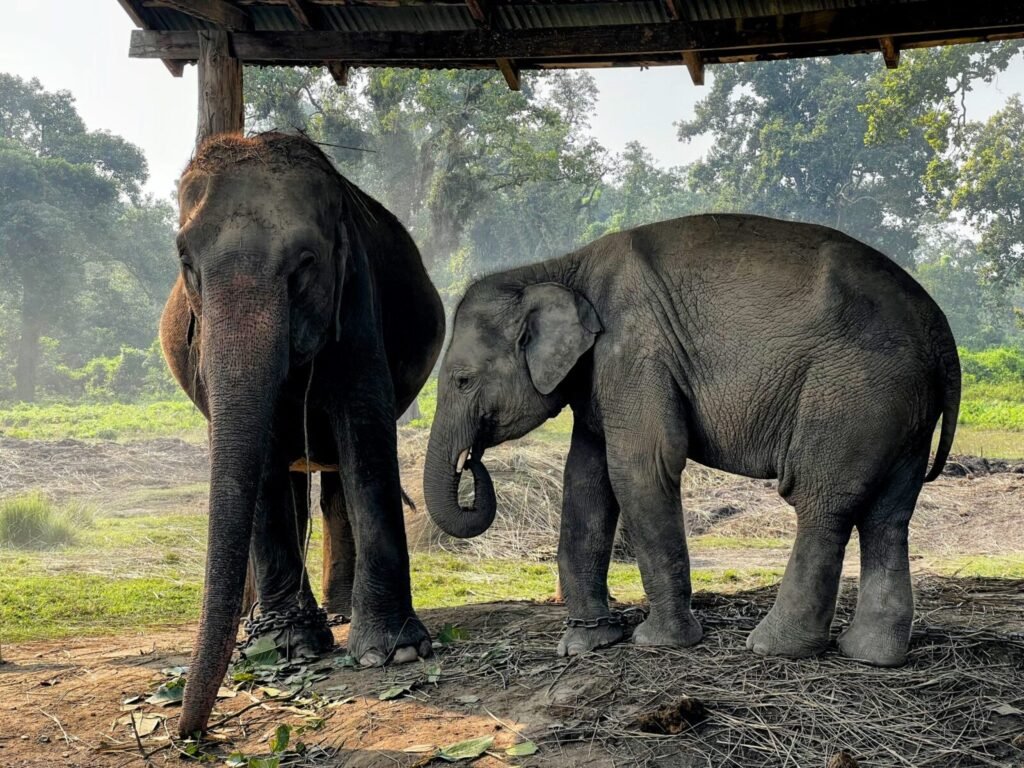 Resources 51 Human-elephant conflict in Assam: A critical appraisal of the wildlife (Protection) act, 1972 and its judicial interpretation