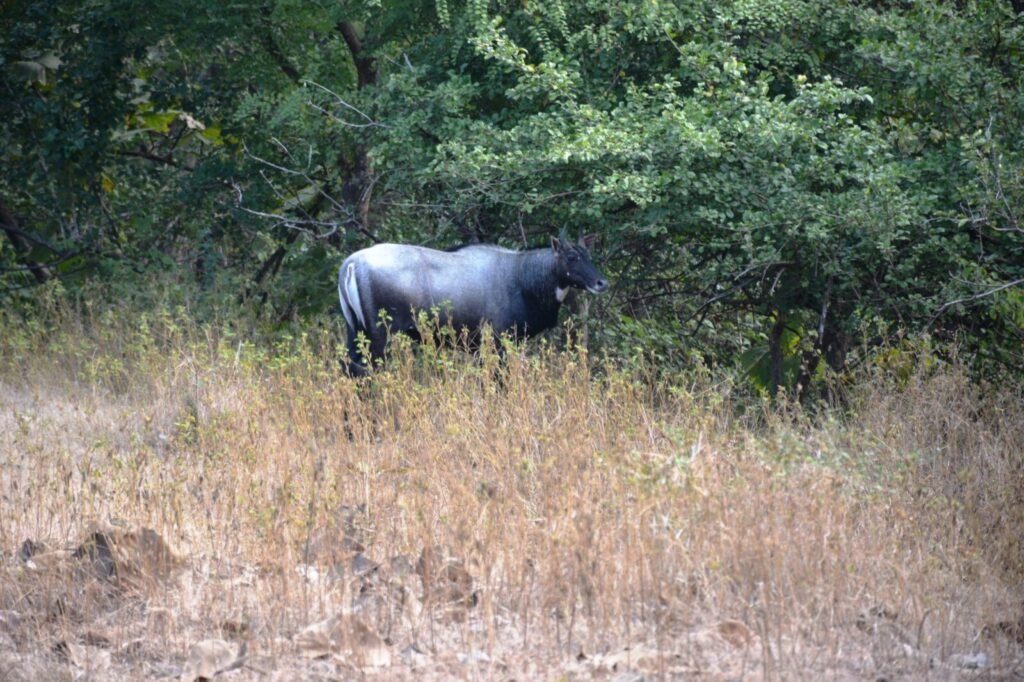 Resources 43 Human-Wildlife Conflict and Crop Depredation by Nilgai in India: A Critical Narrative Review of Ecological Drivers, Rural Costs and Management