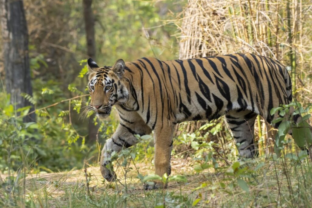 Resources 41 Human–Wildlife Conflict in and around Sohagibarwa Wildlife Sanctuary: Spatial Patterns, Socio-Economic Impacts, GIS-Based Hotspot Assessment and Strategies for Sustainable Coexistence