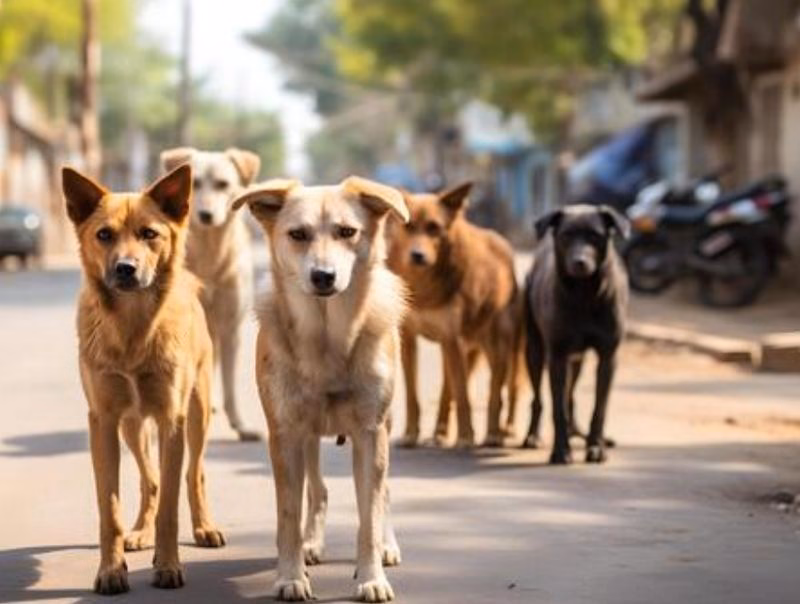 Kapurthala to get animal birth control centre: DC