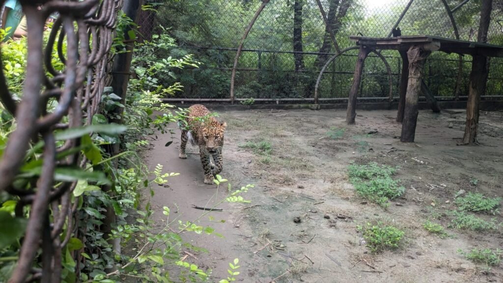 Resources 44 Leopard sterilisation in India: The ecological and ethical costs of anthropocentric wildlife management.