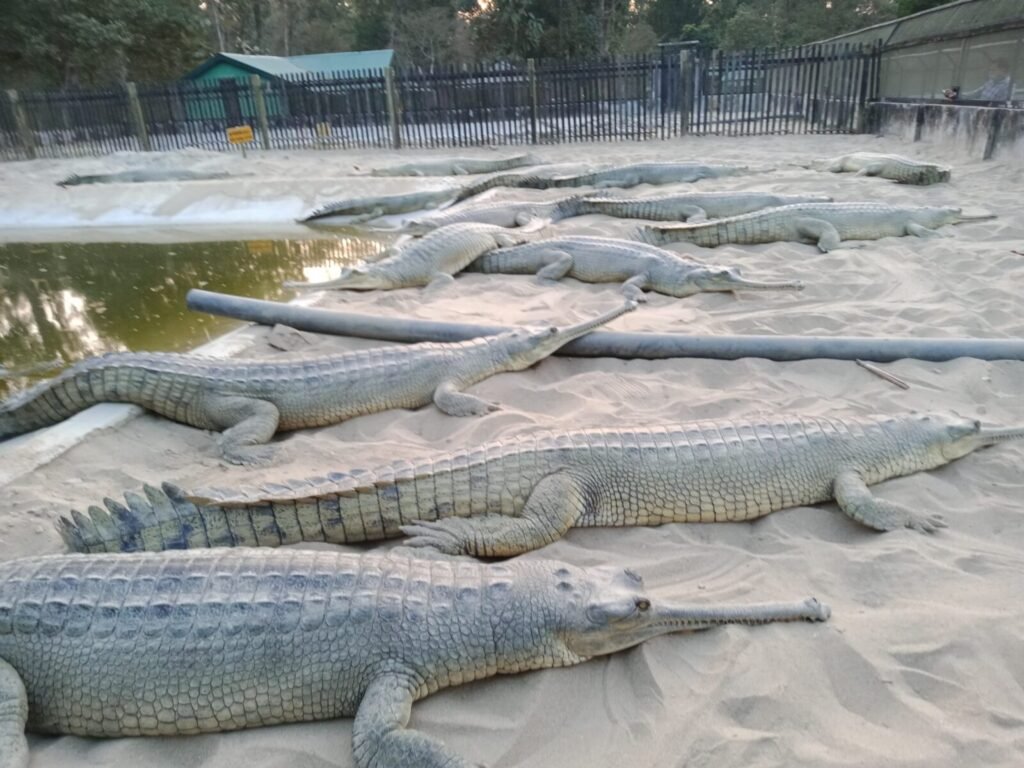 ‘Normal day in Bihar’: Man walks into police station carrying live crocodile on his shoulders