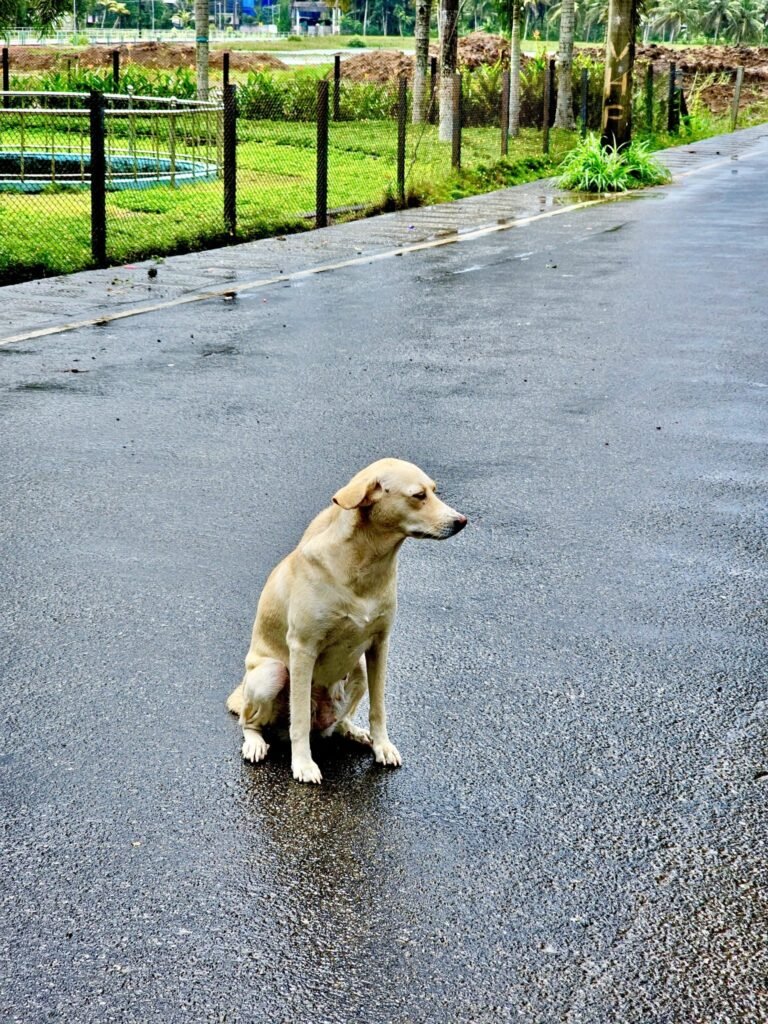 Panchkula MC tender mandates SC compliance,GPS tracking for stray dog catching | Hindustan Times
