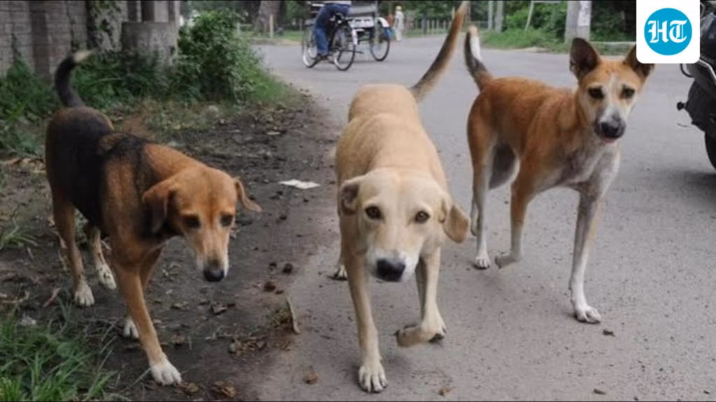 Panchkula MC tender mandates SC compliance,GPS tracking for stray dog catching