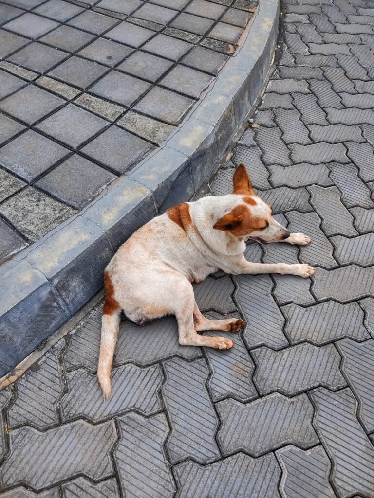 Path to a Rabies-Free State: Jharkhand Animal Husbandry Department Pledges to Eradicate Dog Bites & Rabies by 2029