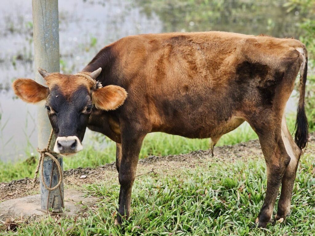 Request to stop illegal transportation and slaughtering of animals, and promotion of humane treatment of animals – dated 11.08.2026
