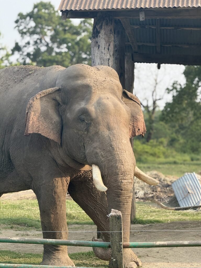 Scenario‐based spatial modeling of human–elephant conflict across fragmented forest–agriculture landscapes in eastern India