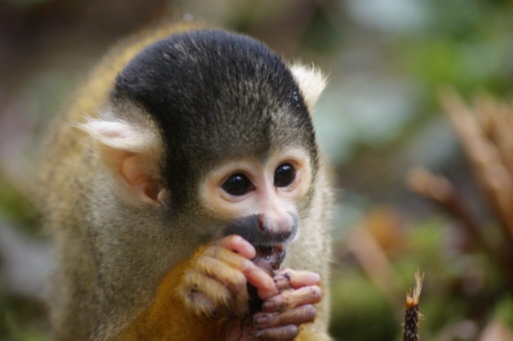 Seven Endangered Golden Langurs Returned To The Wild After Wildlife Trafficking Rescue In India