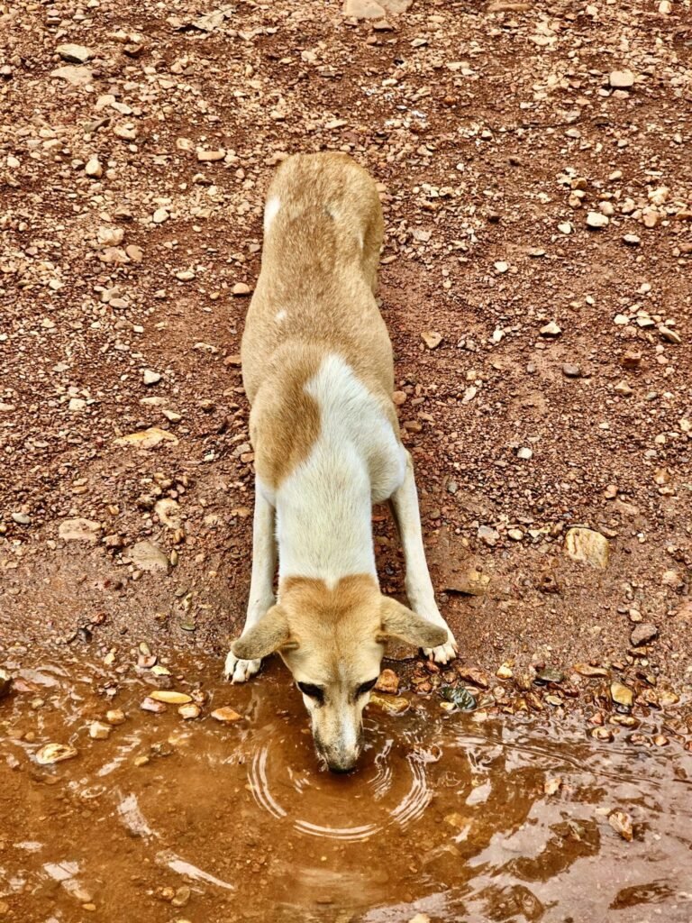 Sociodemographic determinants, wound severity classification and economic impact of animal bites: a cross-sectional study at an anti-rabies clinic in rural Maharashtra, India