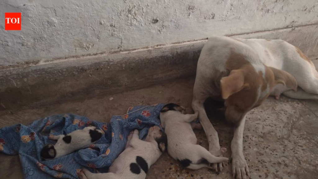Sterilised or just counted? Questions dog Patna civic body’s ABC programme