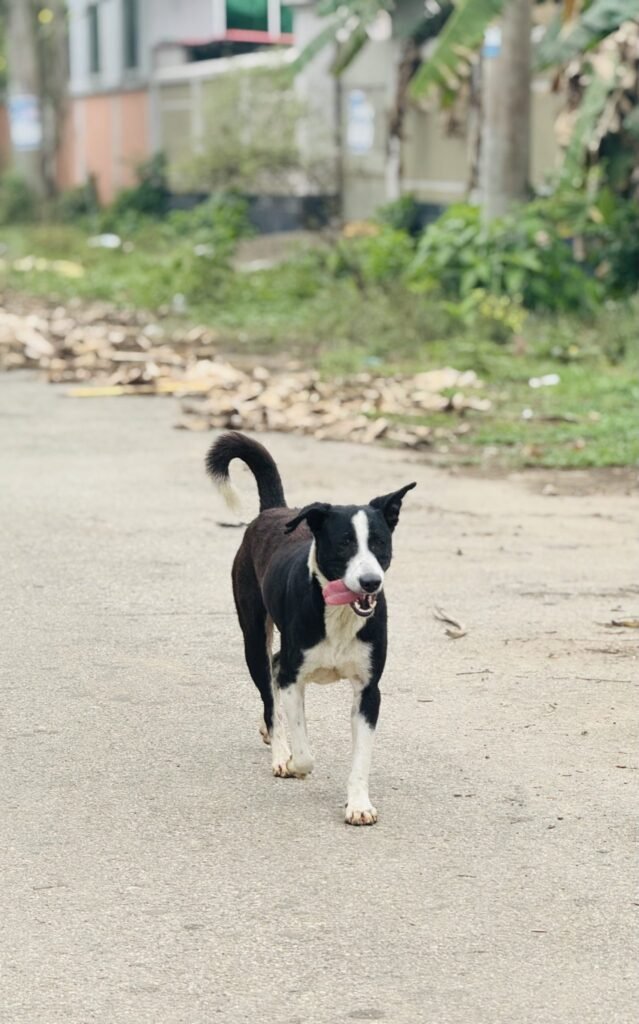 Resources 45 Stray Dog Attacks: Injury Pattern and Recent Legal Advances in India.