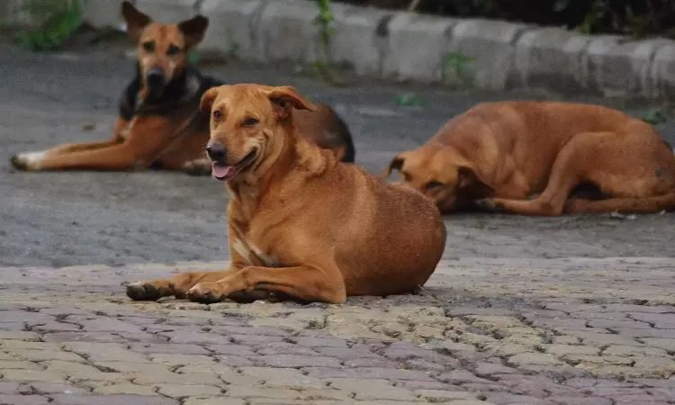 Stray dogs issue: Delhi High Court directs launch of pilot sterilisation camp, says dogs won’t be sent to dog pounds or killed