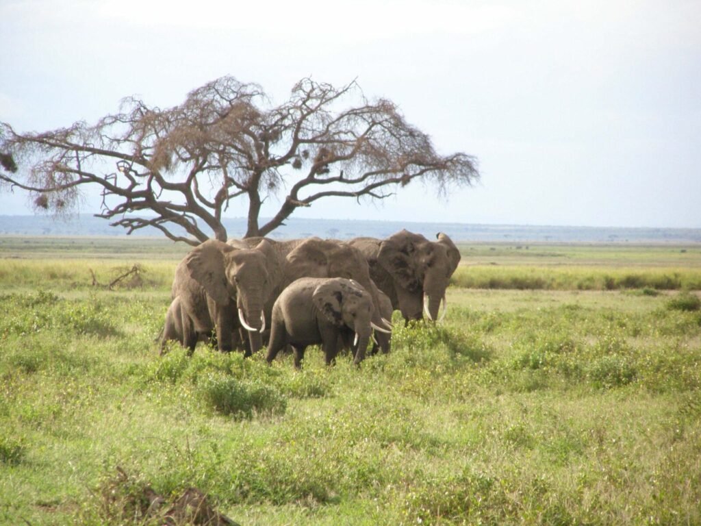 Resources 49 Transboundary Politics and the Human–Elephant Conflict Lessons from Sri Lanka–India Environmental Diplomacy