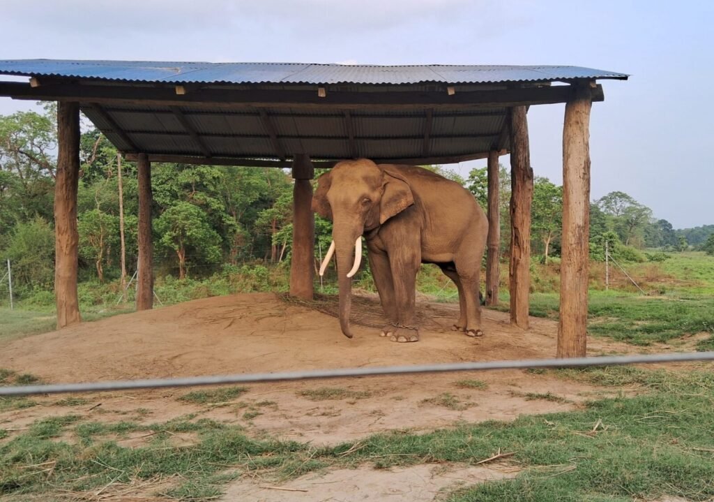 World Animal Protection Appeals to Chief Minister of Rajasthan to End Elephant Rides on Occasion of World Elephant Day