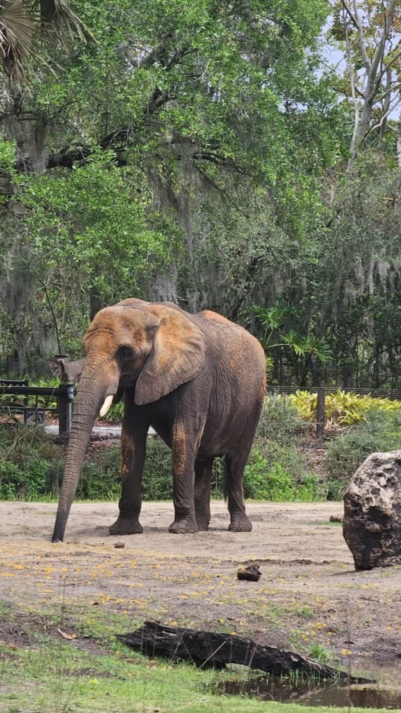 World Elephant Day: Vantara expands its elephant welfare outreach across India & globally