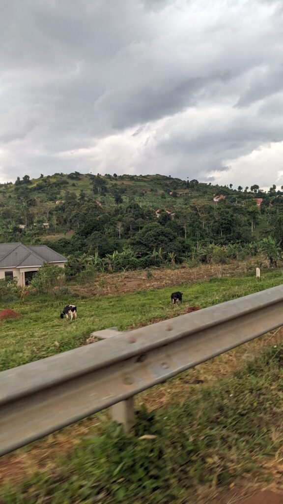 AI Keeps an Eye on the ‘Cattle of the Hills’ — and It Could Change How Farmers Watch Their Herds