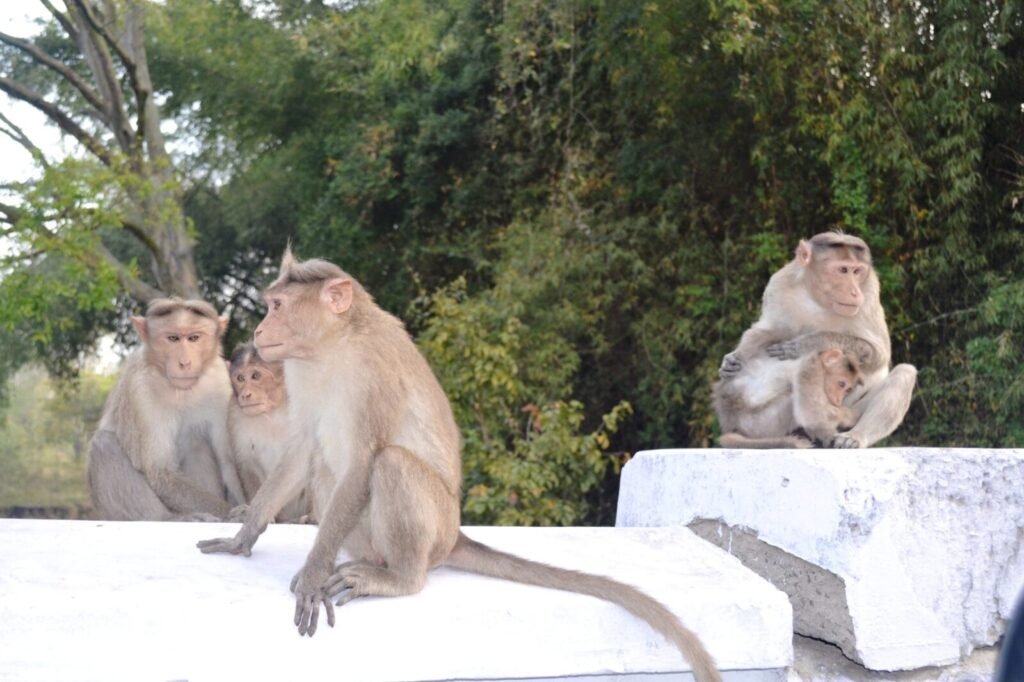 Assessment of human-wildlife conflict through GIS And RS in India