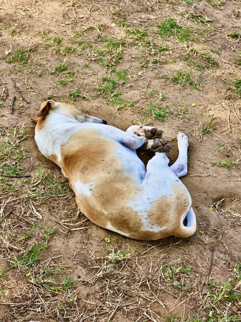 Beneath the bark: mapping dog bite patterns and injury severity – a cross-sectional study at rural health training centre Santhpur, Bidar, Karnataka