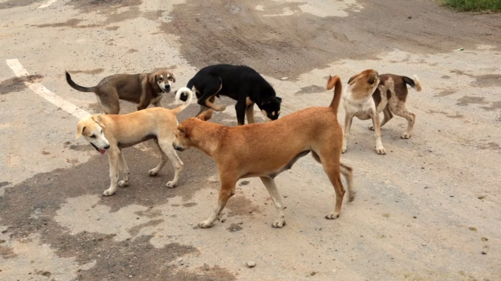 Bengaluru vet clinic raided over alleged procedures on dogs without anaesthesia