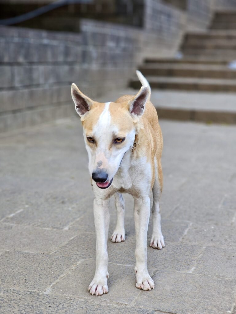 Clinical and Sociodemographic Profile of Animal Bite Cases: Prospective Observational Study in Eastern India