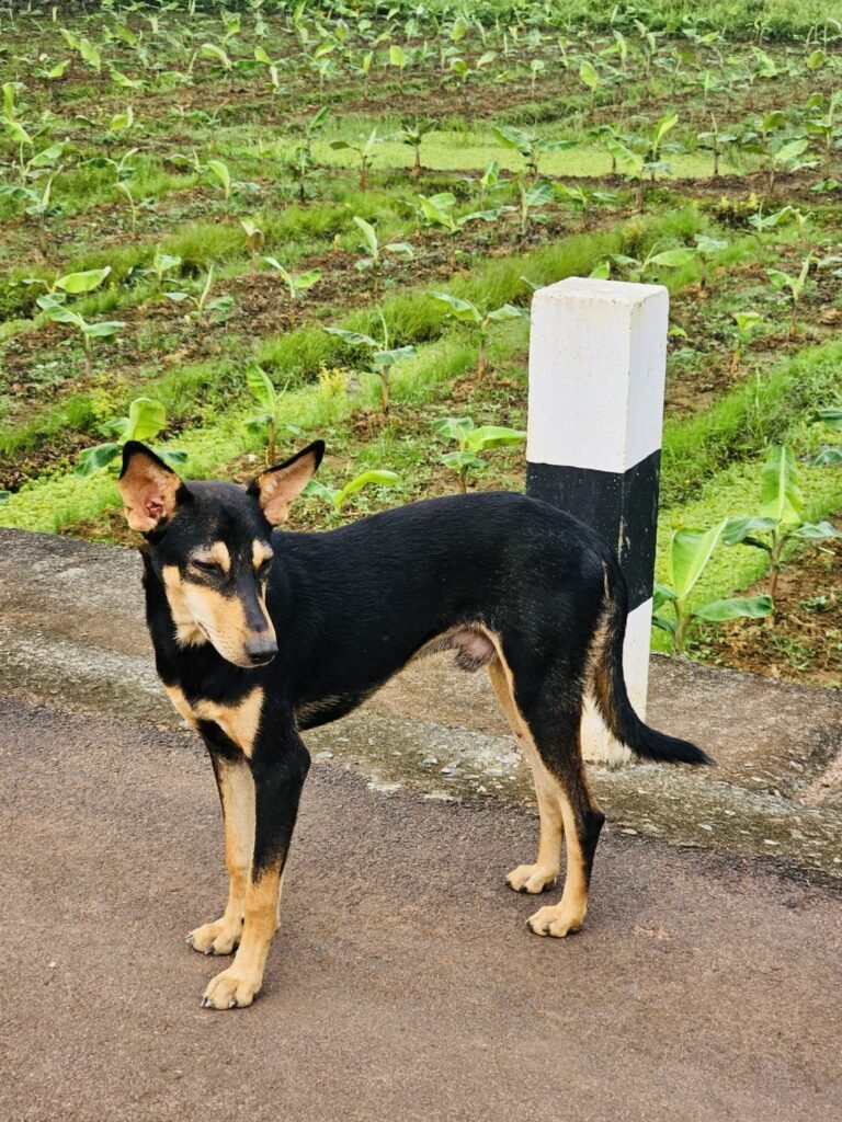 Digital reminder systems for improving adherence to anti-rabies vaccination among animal bite victims: A systematic review