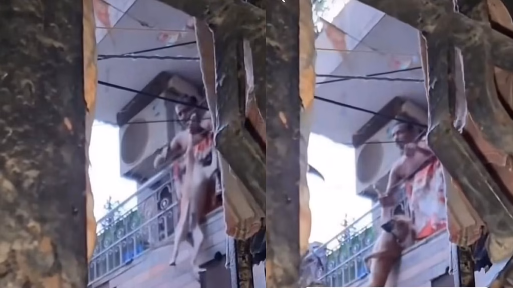 Disturbing video from Delhis Shalimar Bagh shows man repeatedly beating dog; raises concern over animal