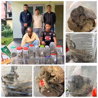 DRI seizes 86 live Tokay Geckos in Assam in a crackdown on wildlife trafficking; two arrested