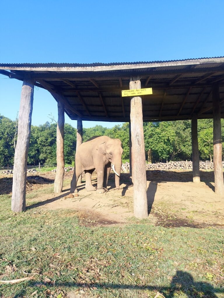 Identifying the causes of human-elephant conflict in the Indo-Bhutan foothill region of Assam