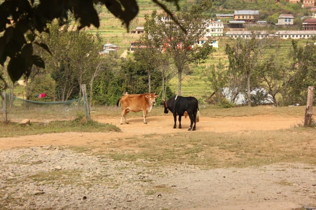 India News | SC to Consider NHAI Plea Seeking Clarity on Stray Animal Directions