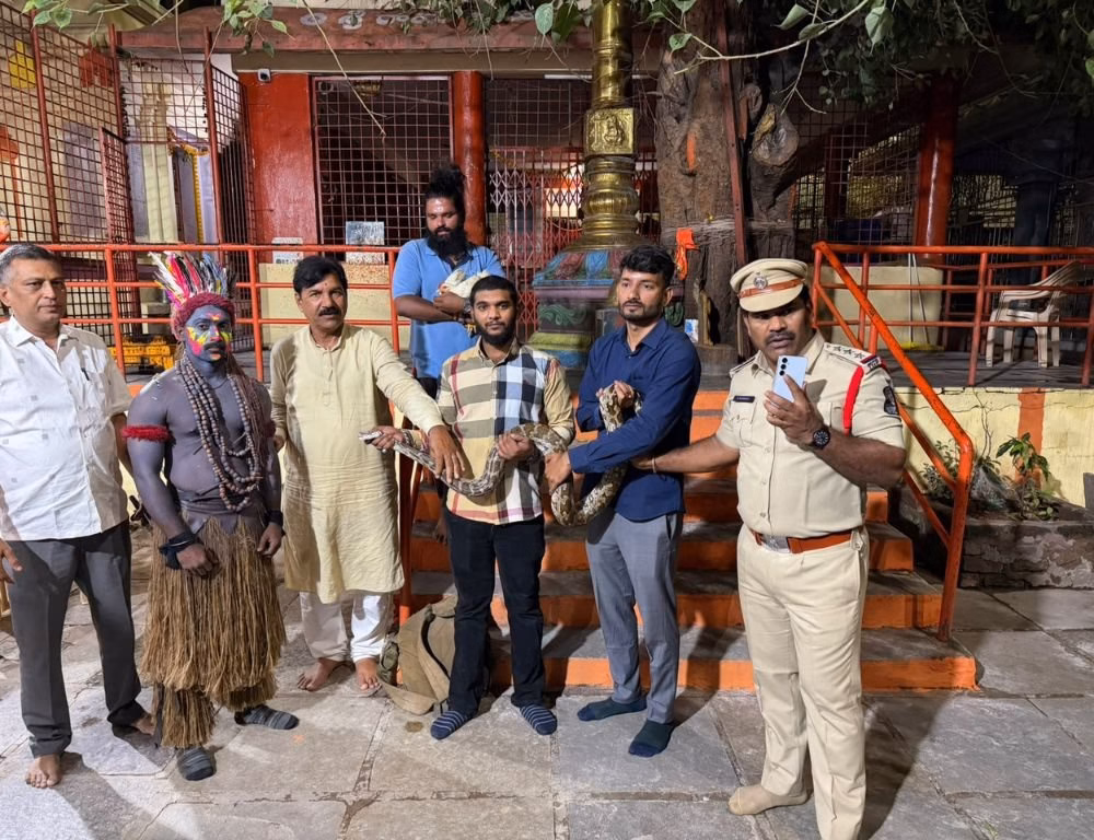 Indian Rock Python rescued from dance group during Ganesh immersion in Hyderabad