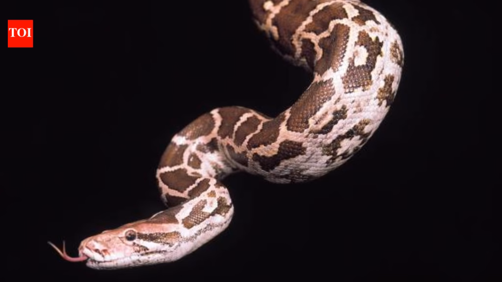 Indian rock python rescued from Telangana procession, used in street performances: Why leaving snakes in