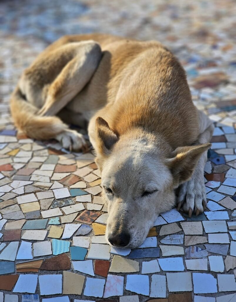 Integrated bite case management within a One Health framework for rabies elimination at the primary care level in Kerala, India: an implementation research protocol using a stepped-wedge cluster randomised design.
