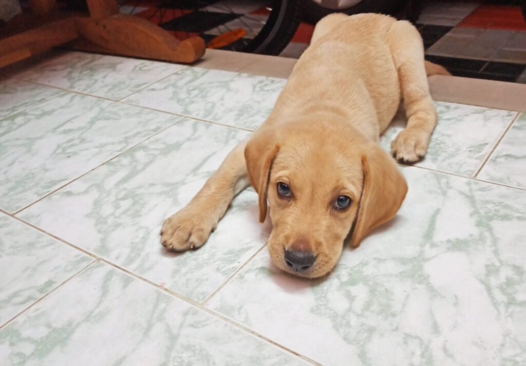 Introducing PAWTALKS: India’s Trusted Platform for Conversations on Pet & Animal Healthcare