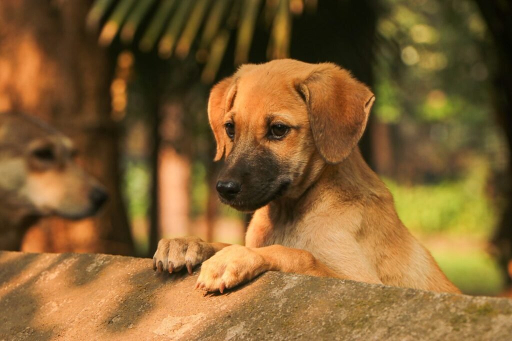 Introducing PAWTALKS: India’s Trusted Platform for Conversations on Pet & Animal Healthcare
