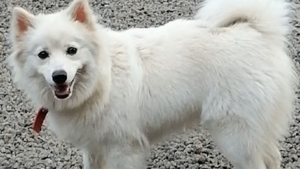Madras HC quashes animal cruelty case against man accused of pelting stone at dog that bit him