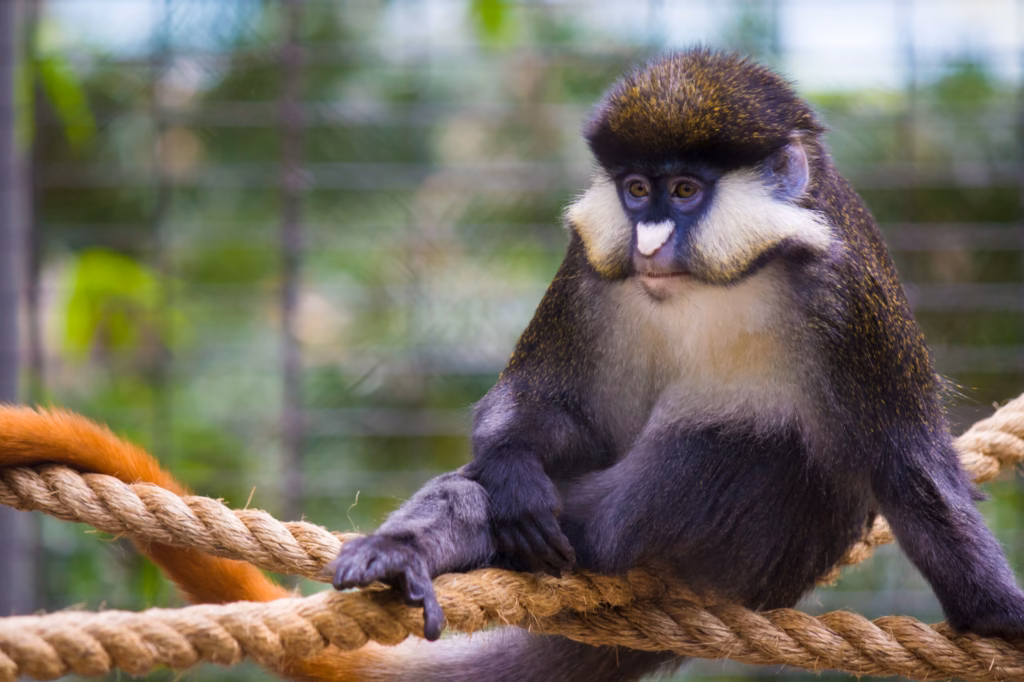 NGOs call for permanent moratorium on animal imports to Vantara