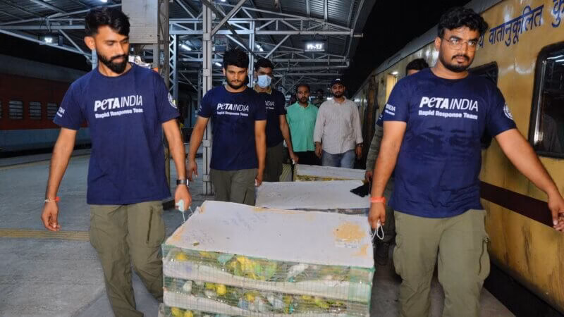 Over 300 birds rescued from Howrah to CSMT train by PETA India
