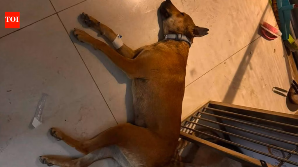 PG student and vet booked for illegal experiments on strays at Bengaluru hospital