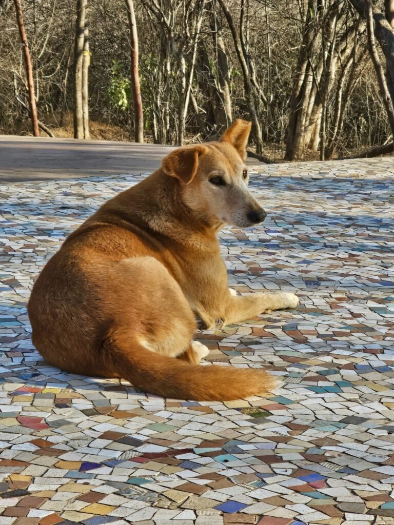 Rabies awareness and knowledge among adults in an urban Indian setting: evidence from Jaipur, India