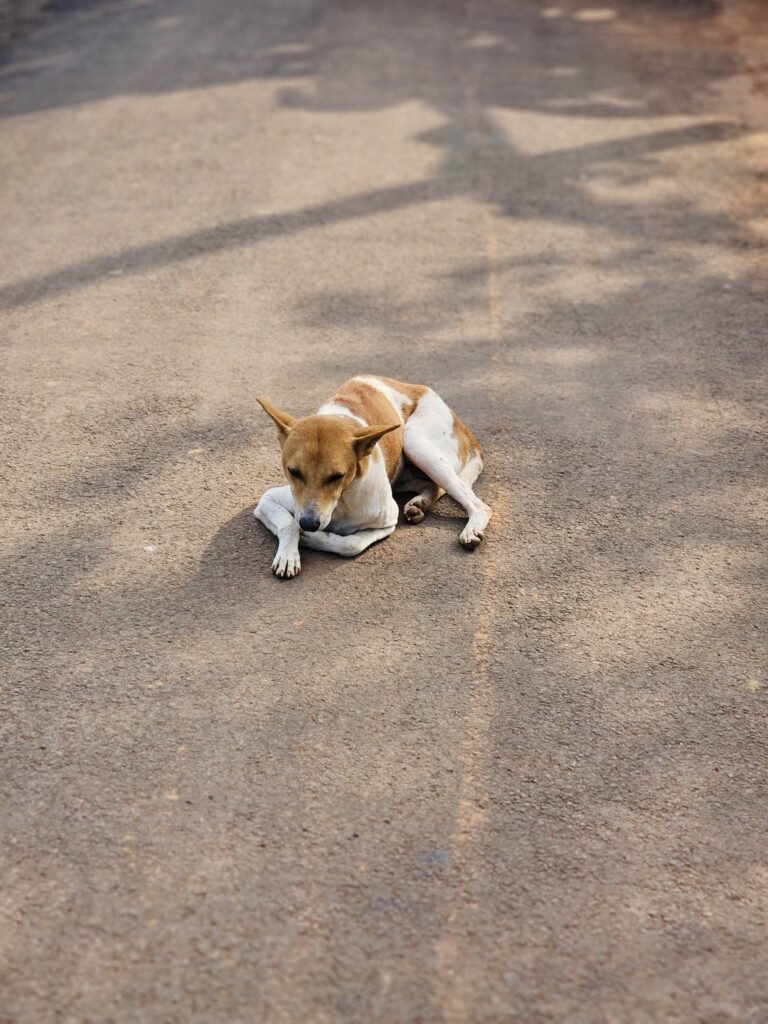 SMC sterilised 15,266 stray dogs, immunised 15,725 from 2023 to 2025: Govt