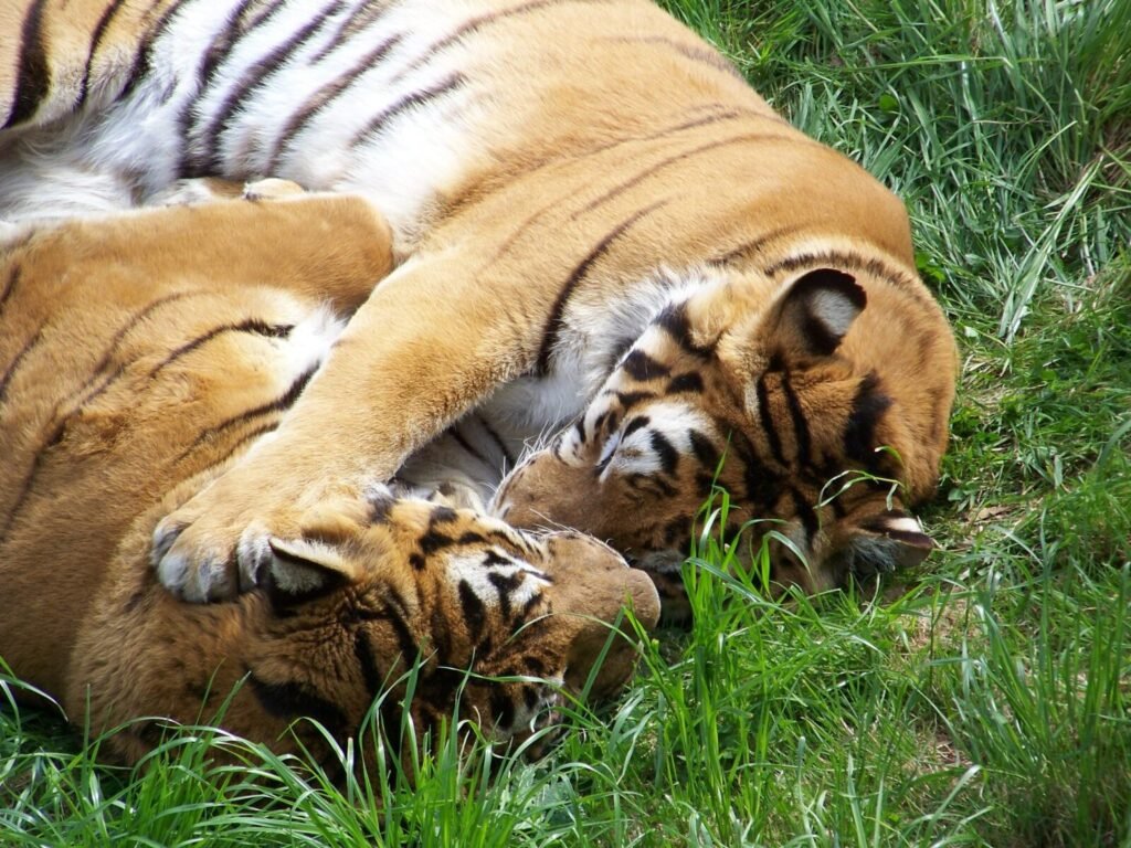 Species assemblage rather than forest proximity shapes the cost of human–wildlife conflict in the Garhwal Himalaya, India