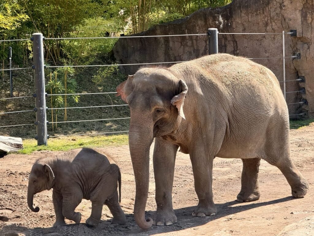 Thinning forests and angry elephants: Looking at ‘ethic of solidarity’ to interpret the human–elephant relationship in a transforming forest ecology