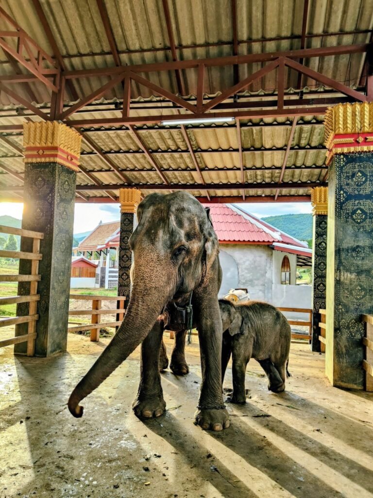 Video: Wild Elephant Spotted With Tractor Tyre Stuck Around Its Neck In Assam