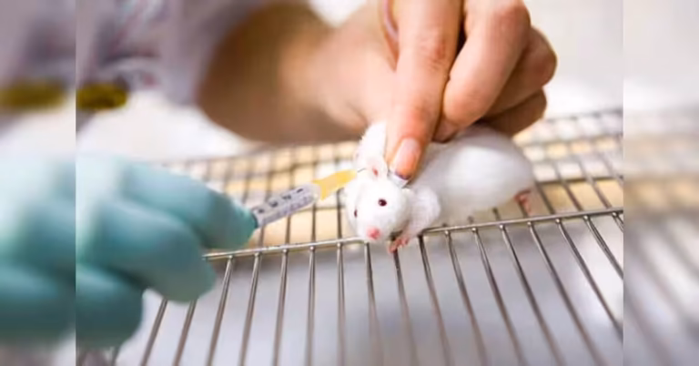 India Proposes Rules to Streamline Animal Research Approvals