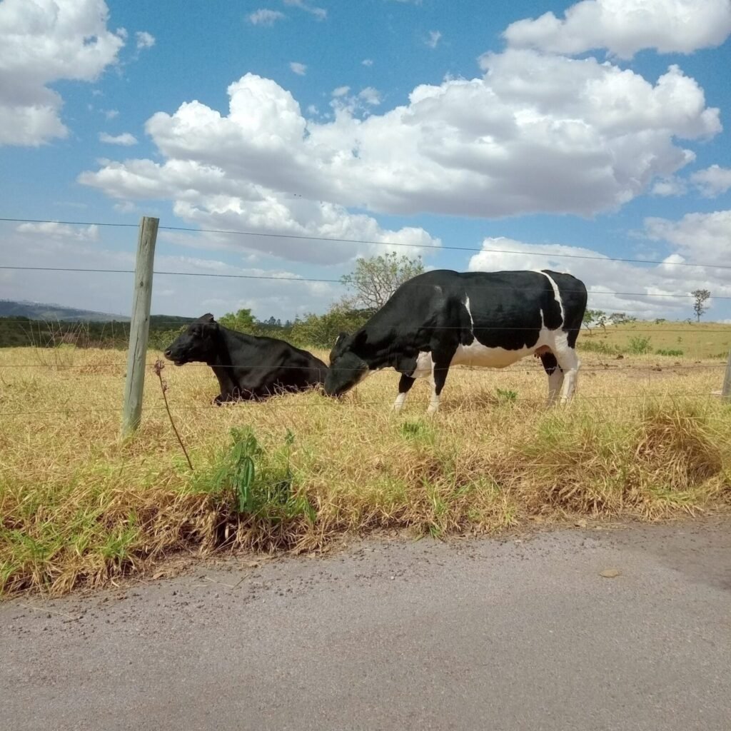 2 arrested for cattle theft, illegal transport for slaughter